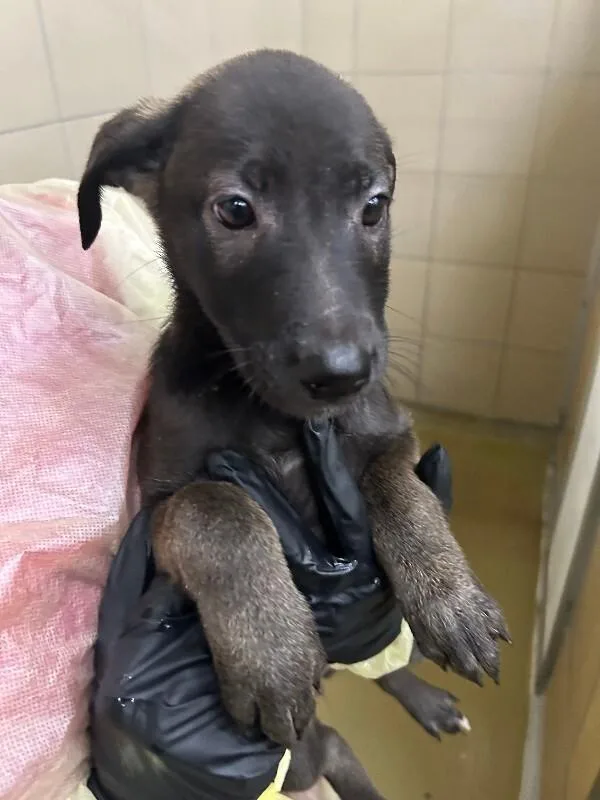 A young small-sized female Black Mixed Breed dog named Ikora for adoption in Hobbs, NM