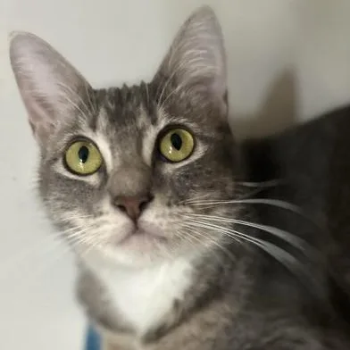 A young medium-sized female Tabby (Gray / Blue / Silver) Domestic Short Hair cat named Mia for adoption in Liverpool, TX