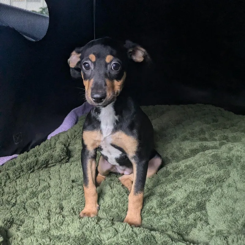 A baby small-sized female Coonhound dog named Louise for adoption in Wahiawa, HI