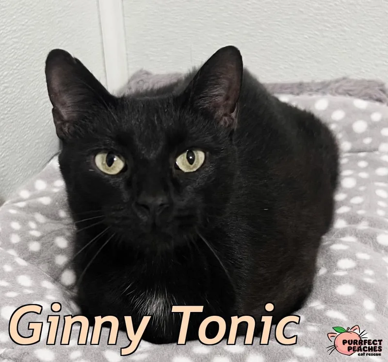 Ginny Tonic