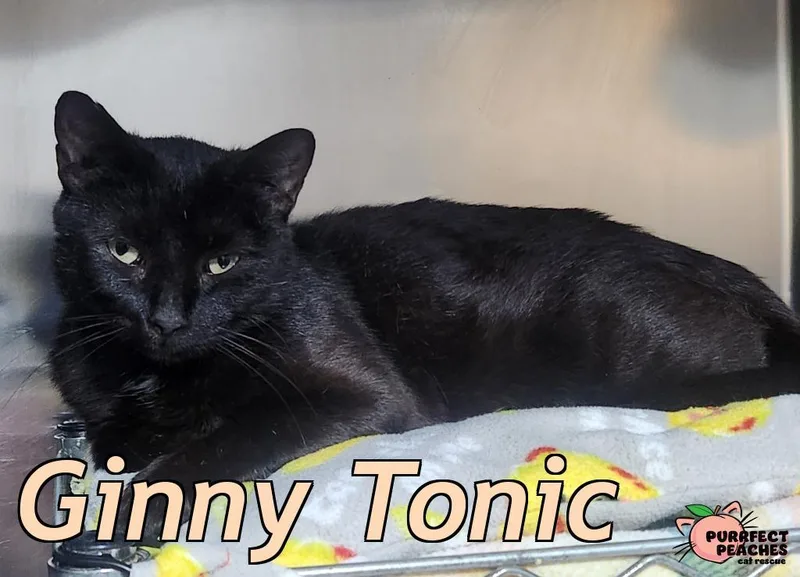 Ginny Tonic thumbnail 2