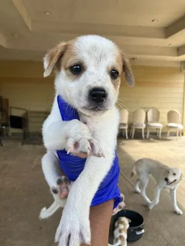 A baby medium-sized female Mixed Breed dog named Luan Loud for adoption in Dallas, TX