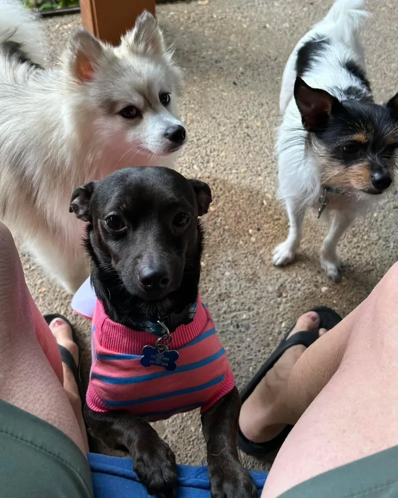 An adult small-sized male Chihuahua dog named Paco for adoption in Richmond, KY