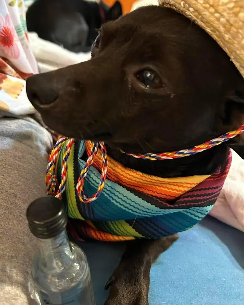 Paco thumbnail 2