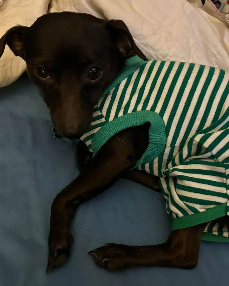Paco thumbnail 5