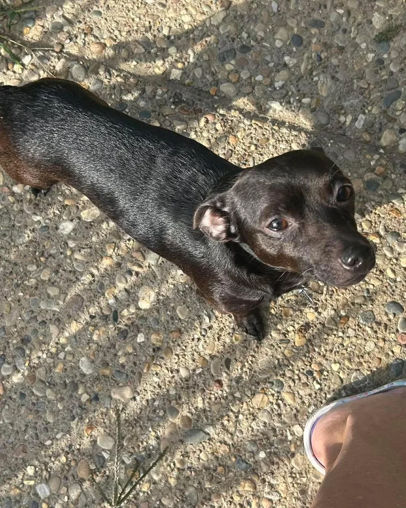 Paco thumbnail 6
