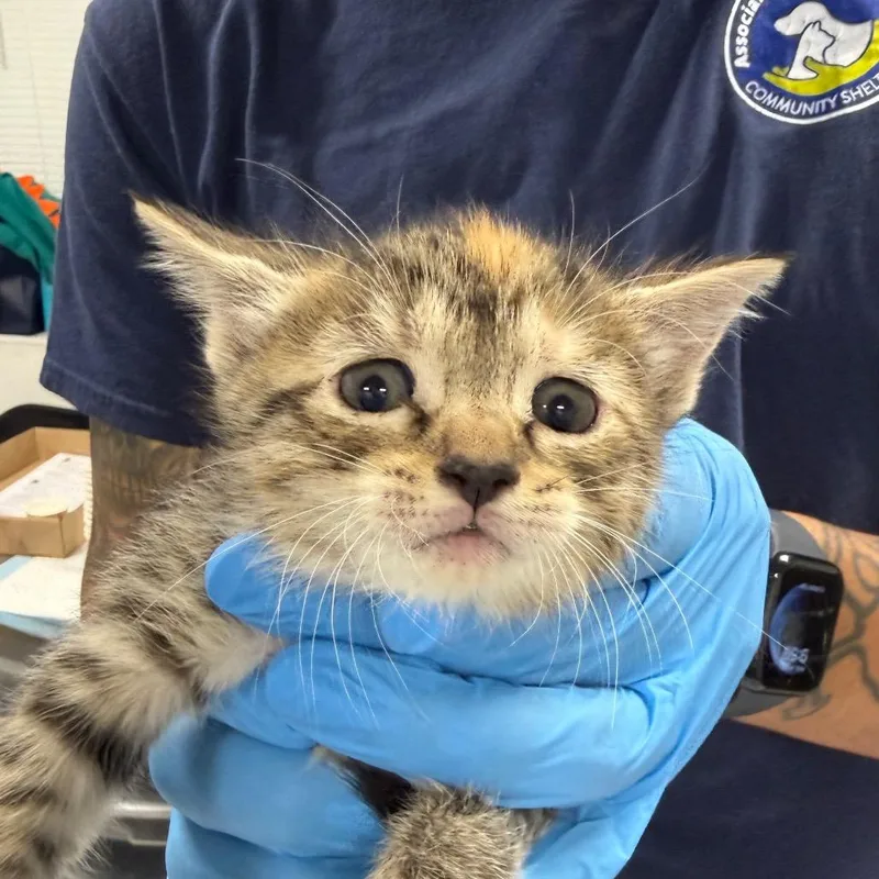 A baby small-sized female Gray / Blue / Silver Domestic Short Hair cat named Nala for adoption in Newark, NJ