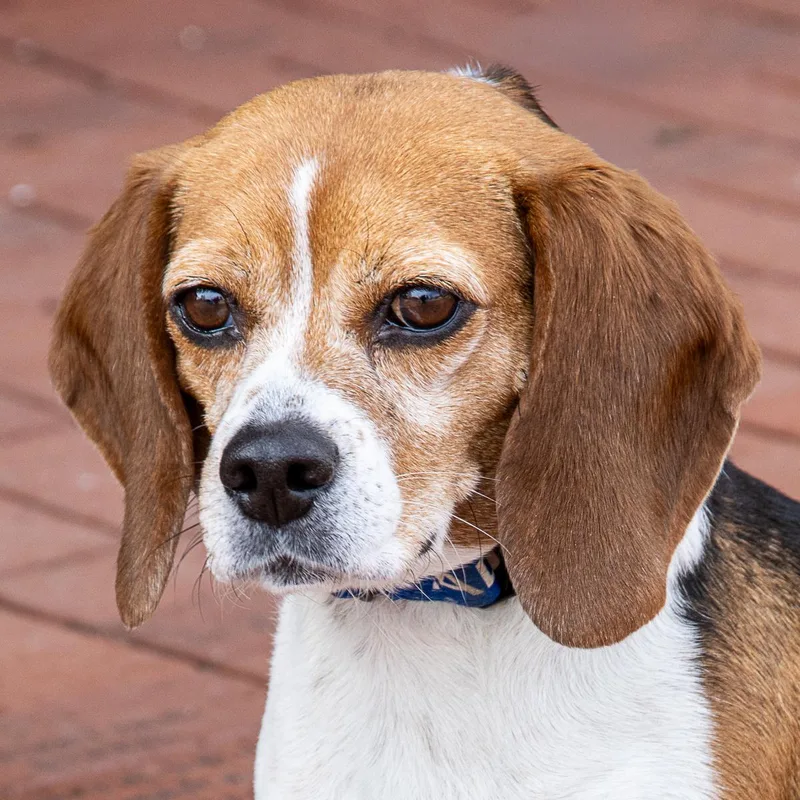 An adult medium-sized female Beagle dog named Ruby for adoption in Arlington Heights, IL