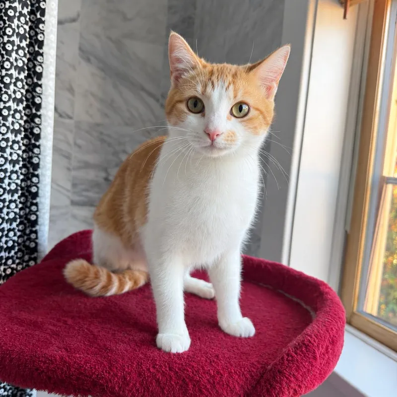 An adult medium-sized female Orange / Red Domestic Short Hair cat named Cranberry for adoption in Gibsonia, PA