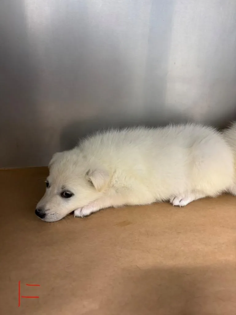 A baby large-sized female Great Pyrenees dog named Bubbles for adoption in Cartersville , GA