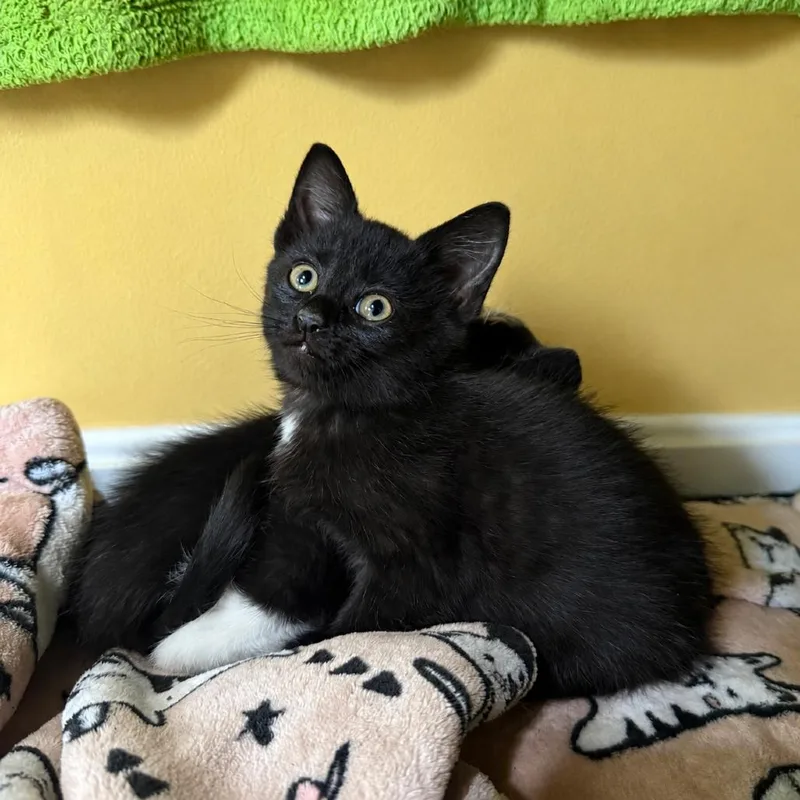 A baby small-sized male Black Domestic Medium Hair cat named Snickers for adoption in Falls Church, VA