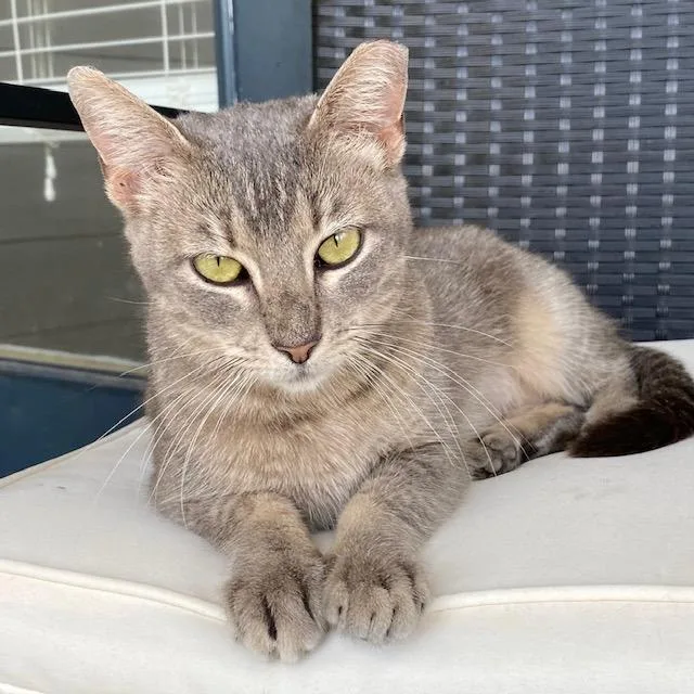 An adult medium-sized female Tabby (Gray / Blue / Silver) Tabby cat named Penelope for adoption in Porter, TX