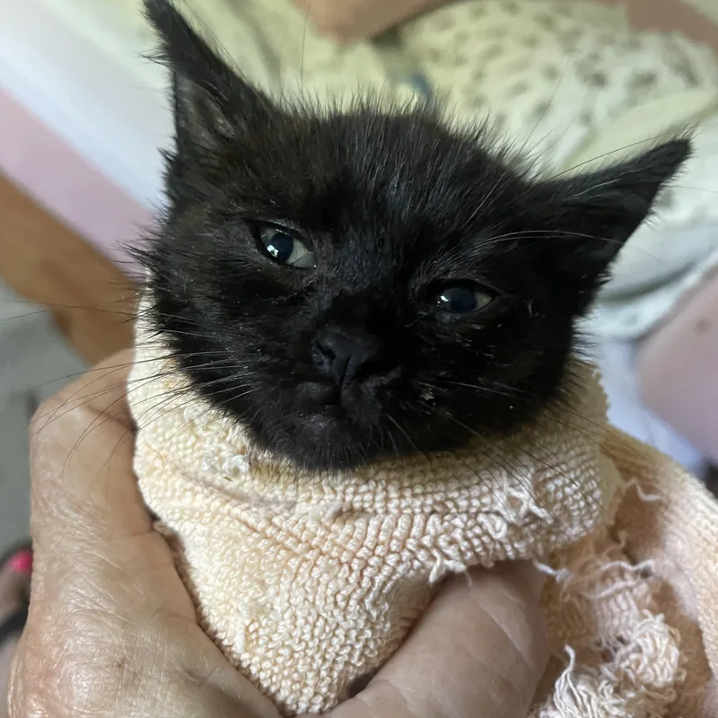 A baby small-sized female Bombay cat named Merril for adoption in Venice, CA