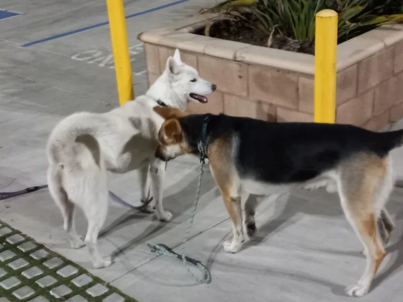 Pogo Kisses thumbnail 2