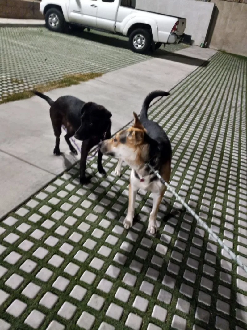 Pogo Kisses thumbnail 3