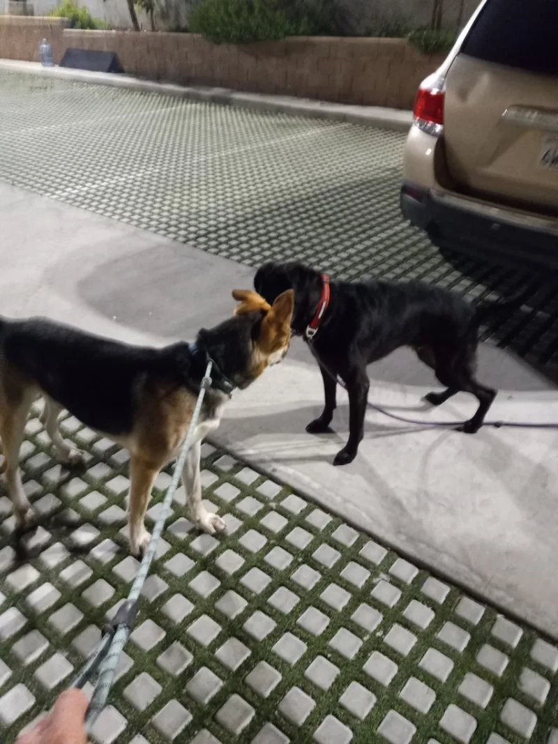 Pogo Kisses thumbnail 4