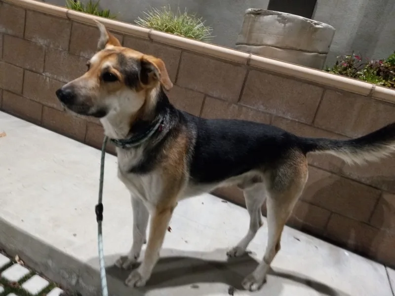 Pogo Kisses thumbnail 5