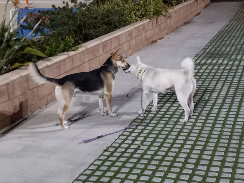 Pogo Kisses thumbnail 6