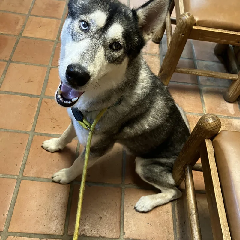 An adult medium-sized male Siberian Husky dog named Ash for adoption in Marble Falls, TX