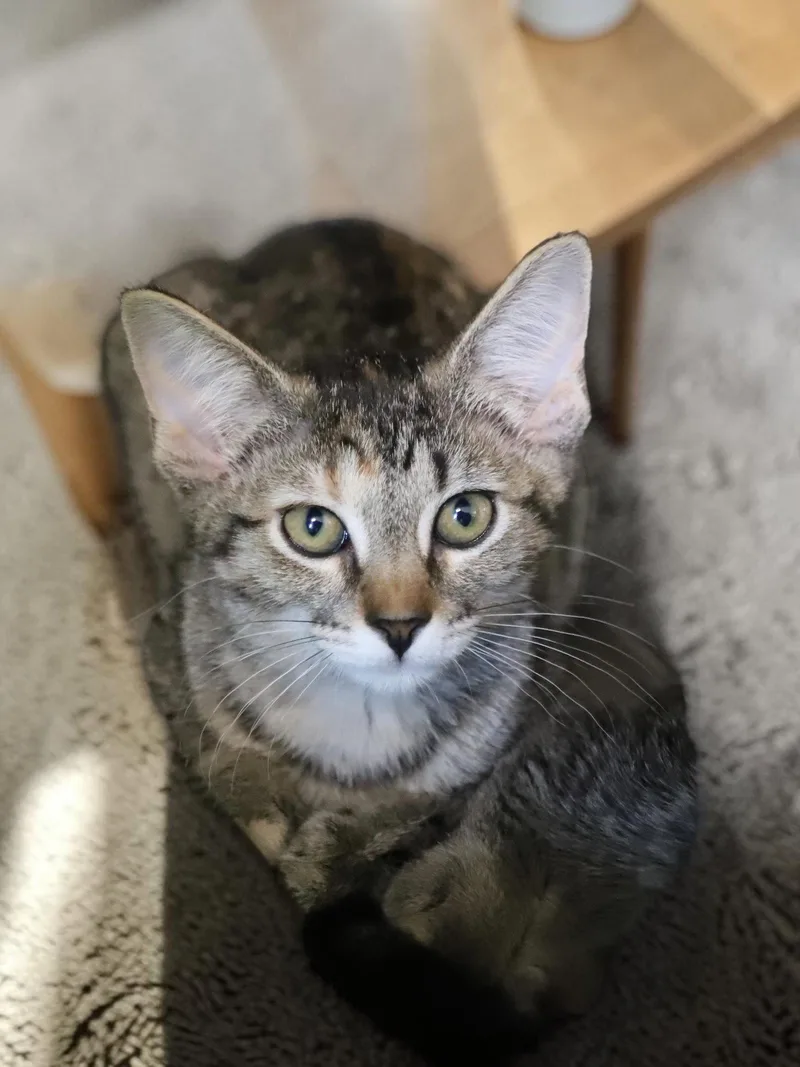 A baby medium-sized female Domestic Short Hair cat named Pixel for adoption in Champaign, IL