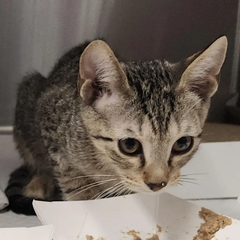 A baby small-sized male Brown / Chocolate Domestic Short Hair cat named Softpaws for adoption in Clearwater, FL