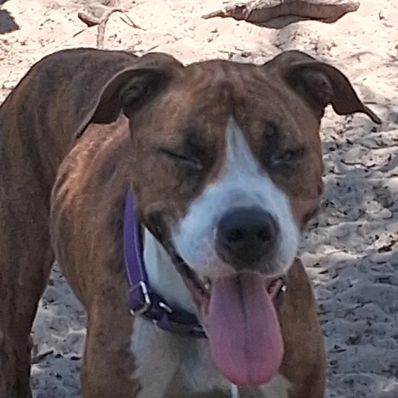 An adult medium-sized female Brown / Chocolate Mixed Breed dog named Amazon for adoption in Morriston, FL