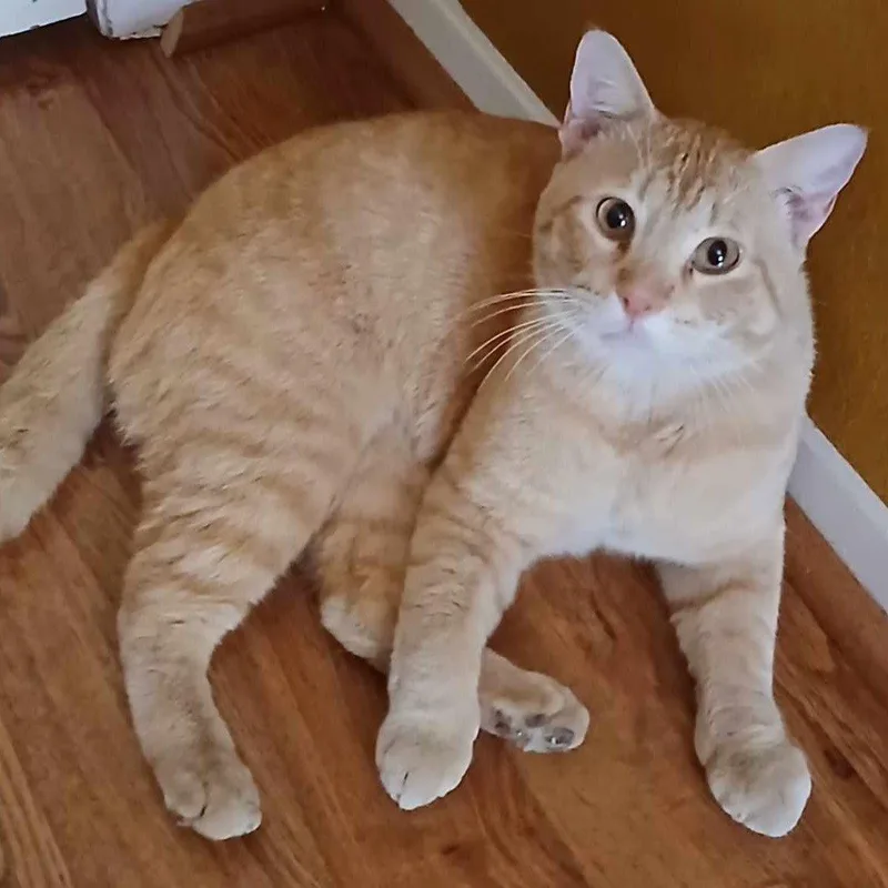 A young medium-sized male Tabby (Orange / Red) Tabby cat named Morgan for adoption in Garland, TX