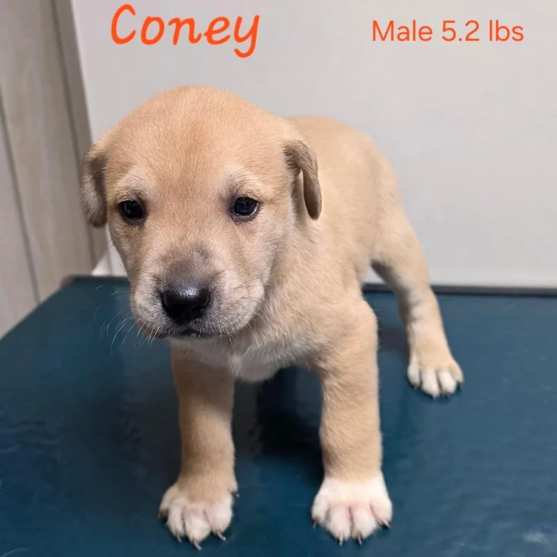 A baby small-sized male Yellow / Tan / Blond / Fawn Mastiff dog named Coney for adoption in Jasper, IN
