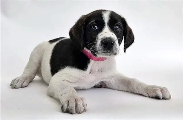 A baby small-sized female Terrier dog named Blaze for adoption in Saint Louis, MO