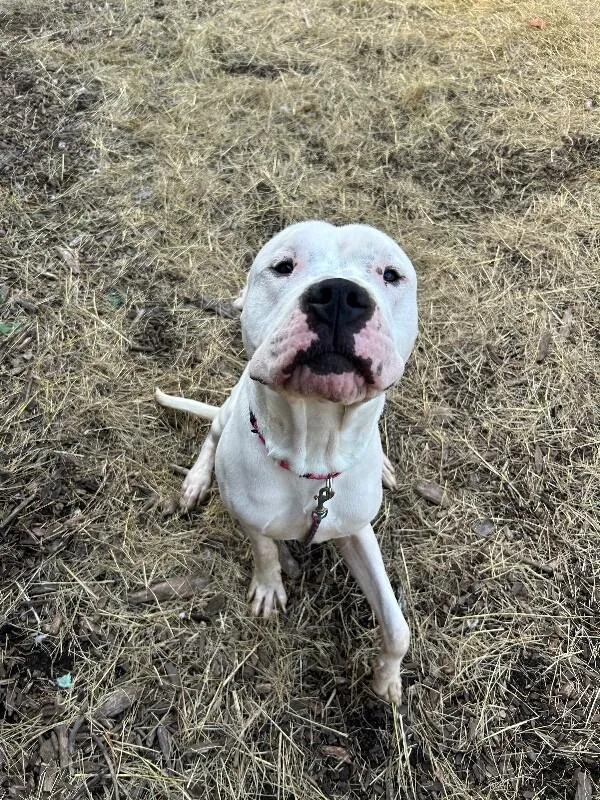 An adult large-sized male White / Cream Mixed Breed dog named Dante for adoption in Cincinnati, OH