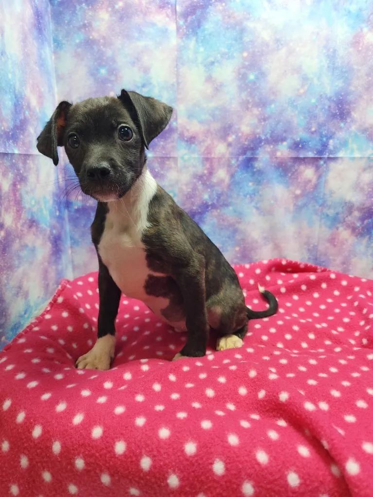 A baby large-sized male Chihuahua dog named Chuck for adoption in Washington Court House, OH