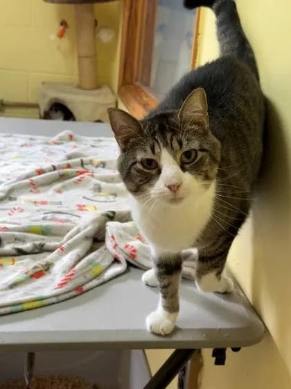 An adult small-sized unknown Domestic Short Hair cat named Milo for adoption in Cumberland, MD