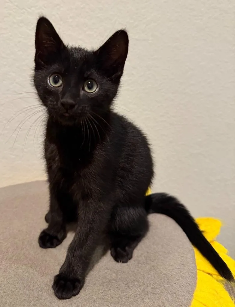 A baby small-sized male Domestic Short Hair cat named Snowdrop for adoption in Magnolia, TX