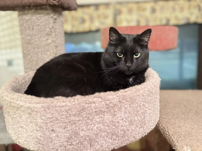 An adult medium-sized female Black Domestic Short Hair cat named Belinda for adoption in North Tonawanda, NY