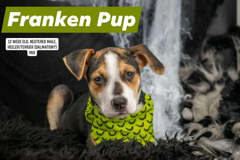 Franken Pup