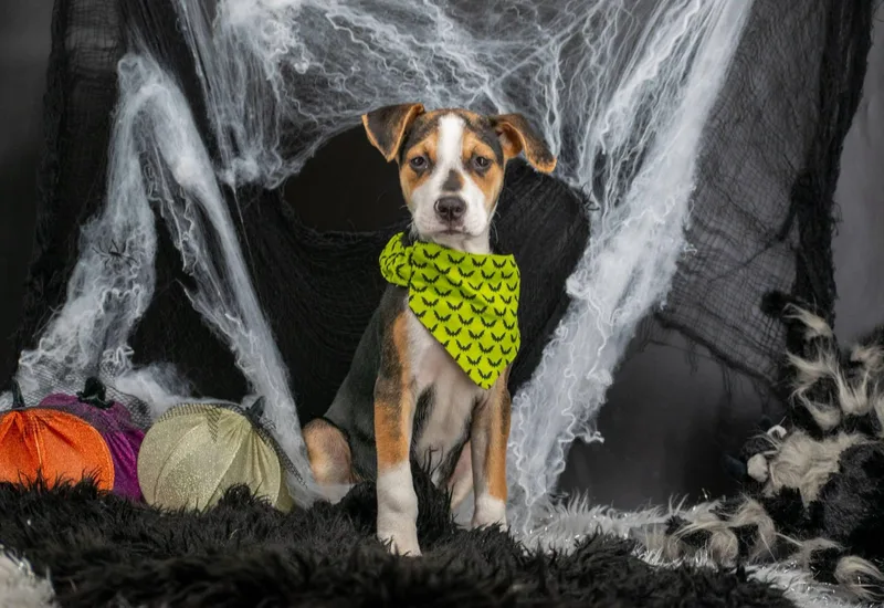 Franken Pup thumbnail 2