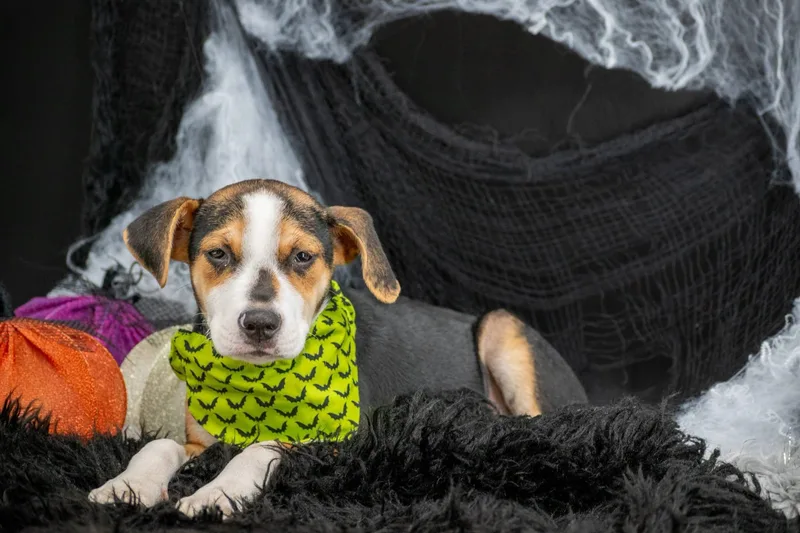 Franken Pup thumbnail 3
