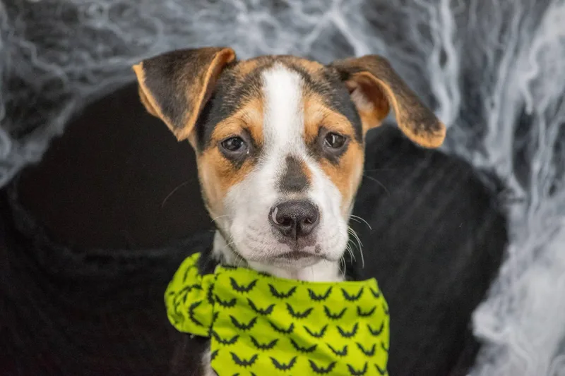 Franken Pup thumbnail 4