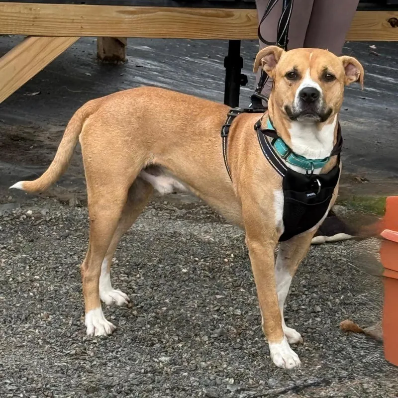 Buddy Boop thumbnail 2