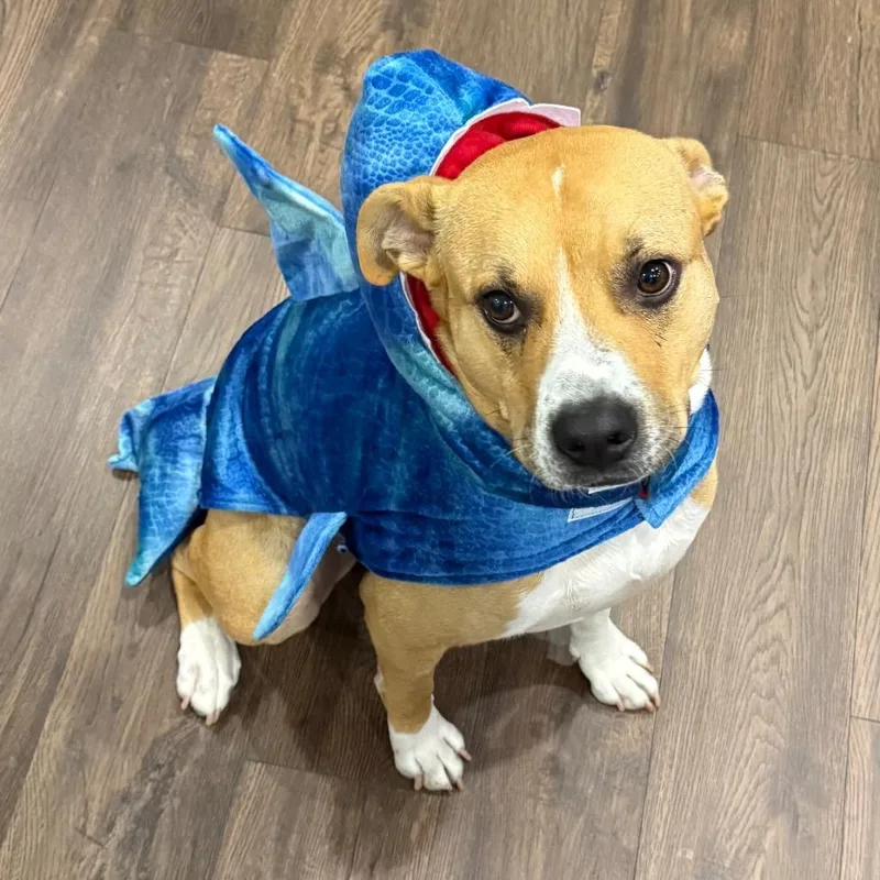 Buddy Boop thumbnail 3