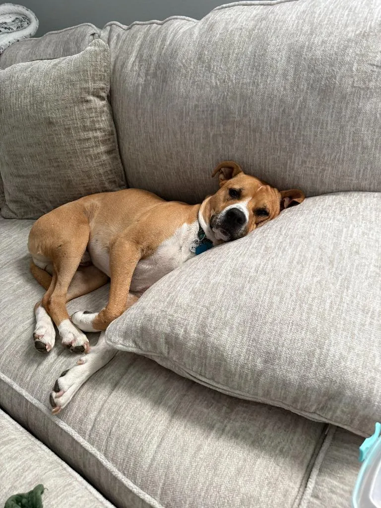 Buddy Boop thumbnail 4