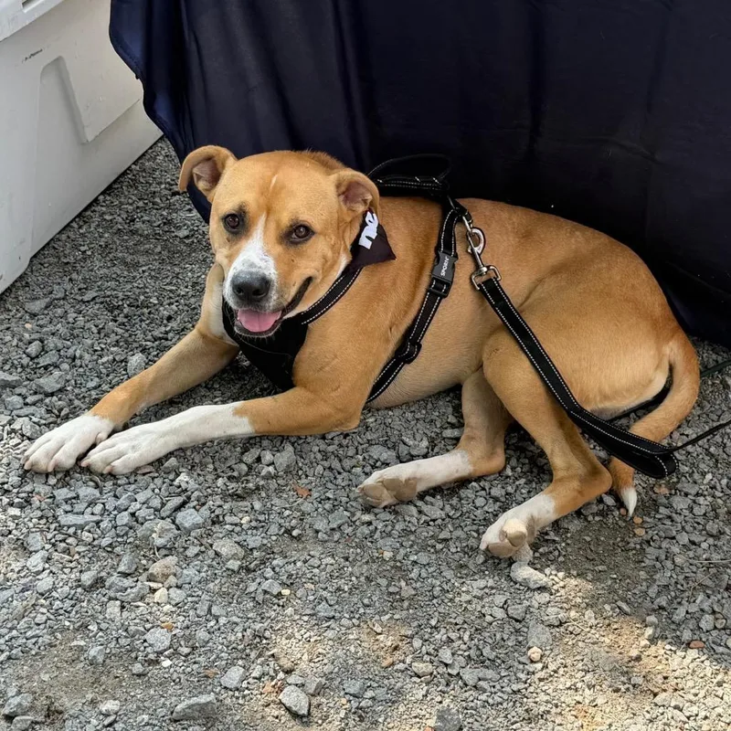 Buddy Boop thumbnail 5