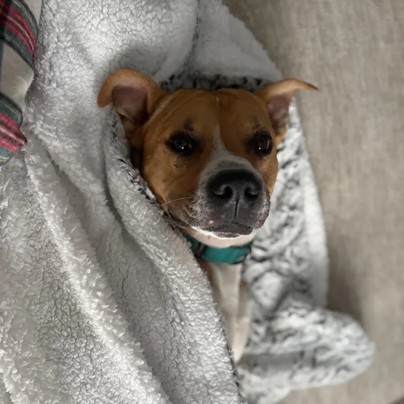 Buddy Boop thumbnail 6