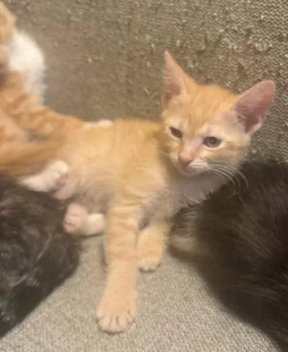 A baby small-sized female Domestic Short Hair cat named Dragonfruit for adoption in Hobart, IN