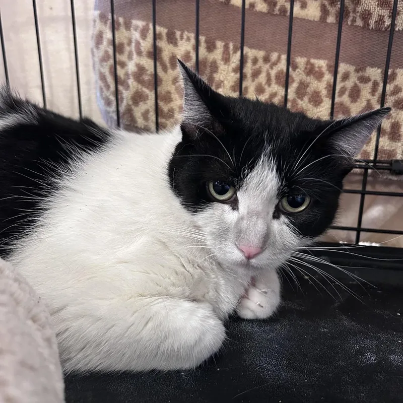 An adult extra large-sized female Black Domestic Short Hair cat named Willa for adoption in Webster, TX