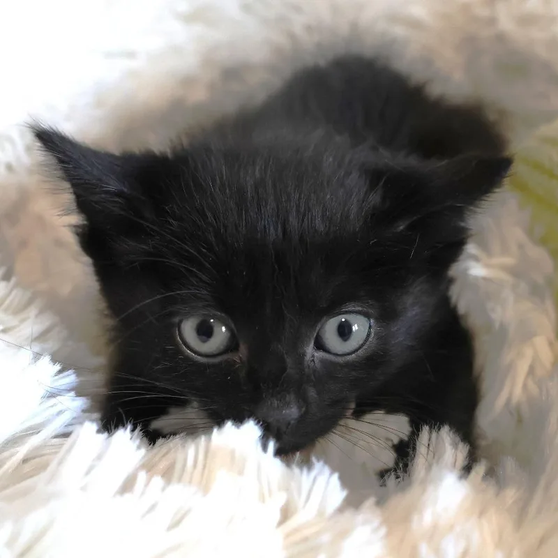 A baby small-sized female Black Domestic Short Hair cat named Sprout for adoption in Chaska, MN