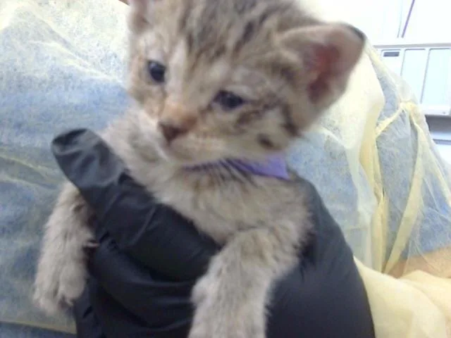 A baby medium-sized female Domestic Long Hair cat named Pumpkin for adoption in Dallas, TX