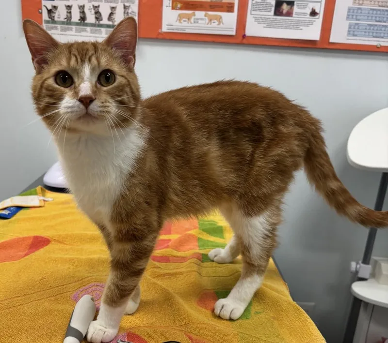 A young medium-sized male Domestic Short Hair cat named Jack Jack for adoption in Saint Paul, MN