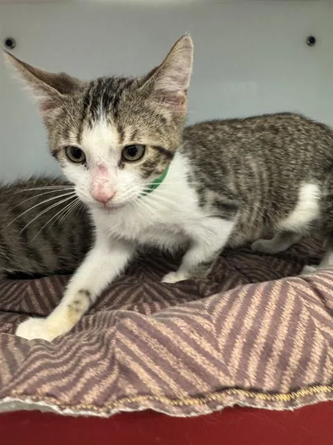 A baby small-sized male Domestic Short Hair cat named Milo for adoption in Peoria, IL