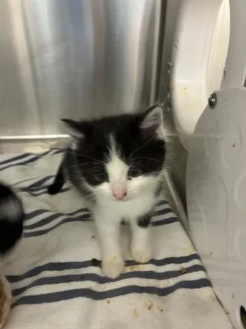 A baby small-sized female Domestic Medium Hair cat named Peanut for adoption in San Martin, CA